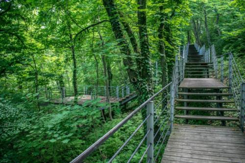 Zugang durch Waldstück